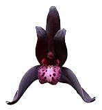 Orchid Insanity - Cymbidium Australian Midnight Dark Almost Black Flowers, Fragrant, Seedling-Size for Patient Growers, 3+ Years Until Blooming Size (not in-Bud/Bloom)