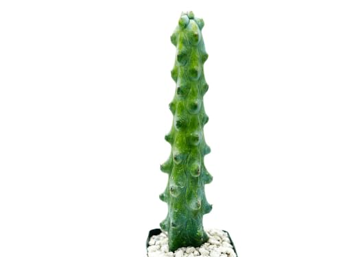 Boobie Cactus Myrtillocactus Geometrizans Rare Succulents Plants Live - Mature