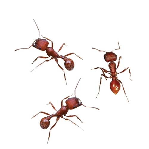 Insect Lore Ant Habitat Refill - 25 Live Ants and Refill Sand - Native Western Harvester Ants