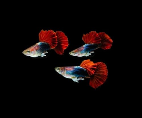 Seam Oasis 9+ HB Red Rose Halfmoon Guppy Live Fish