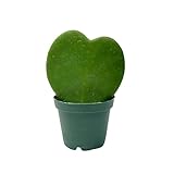 Hoya Heart Kerri Live Plant 2 inch Pot - Heart Succulents Plants Live - Rare Air Purifying Succulents House Plants for Home Office Wedding Decorations & Birthday Gift (Heat Pack Included)