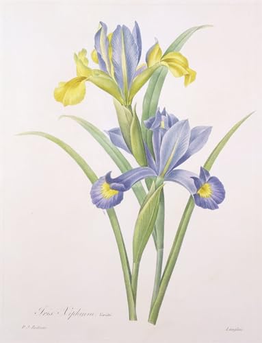Lienzo abstracto Varietà Iris Xiphium ZHAOSHAN, lámina artística premium de 60x90cm