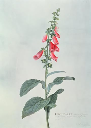 PSVDCTOO Famosa Cuadro en Lienzo 60x90cm de Georg Dionysius Ehret para Decorar tu Oficina
