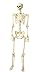Seasons Human Skeletons Halloween Decor