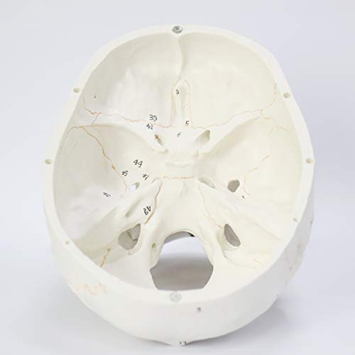 AUTENS Modelo de crânio humano para anatomia, 3 partes tamanho real numerado médico anatômico adulto