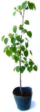 西洋ボダイジュ 菩提樹 フユボダイジュ コルダータ 5号ポット リンデン セイヨウシナノキ 植木 Amazon