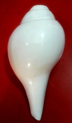 Divya Shakti White Vamvarti and Blowing Shankh (Bajnewala) / Conch 6-INCH (Religious Item)