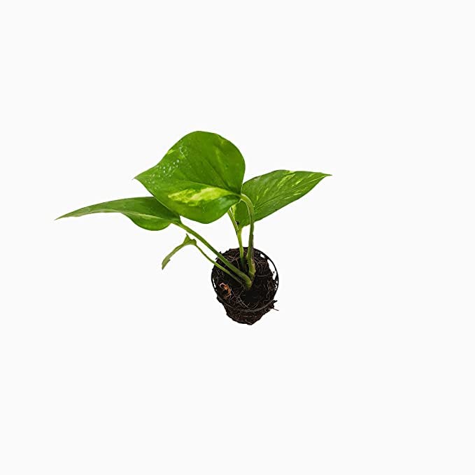 Wide Way Money Plant (5 stems or saplings), Air Purifying Indoor Plant, Good Luck, Positivity, Health, Low Maintenance Indoor Plant, Home, Table & Office plant, Easy to Grow, without pot (B0BTDP77L2) Amazon Price History, Amazon Price Tracker