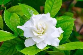 VGR Gardens? Gandhraj | small parijatham | gardenia | cape jasmine parijatham | Chillatai Parijatham | Gandhraj Plant | Fragrant Blooming Plant | Gardenia Ananta Indoor & Outdoor Plant With Pot (B0D9Y62BSX) Amazon Price History, Amazon Price Tracker