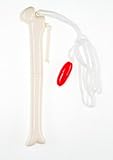 4 Femur bone pens with Black ink