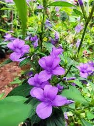 Barleria cristata lavender/Dark Philippine violet/December flower plant Stem cuttings - 5 Nos (B0D5TR738C) Amazon Price History, Amazon Price Tracker