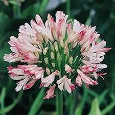100 pz AGAPANTHUS semi di Fiori rosa Giglio no