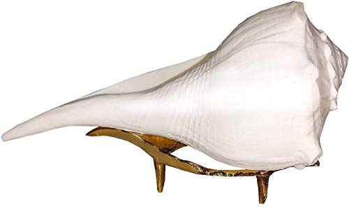 Dakshinavarti shankh/Lakshmi Pooja shankh with brass stand