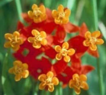 Live (2) Beautiful Flowering Butterfly & Hummingbird Plants, Asclepias Red Butterfly Plants Starter