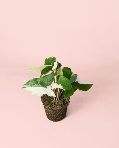Syngonium Variegado | Plantas Naturales Interior | Pur Plant