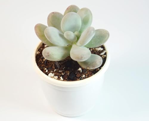 Image of Moonstone Succulent Live Plant with Pot | Rare Pachyphytum Oviferum | Pastel Pink-Blue Chubby Leaf Succulent | Low-Maintenance Indoor Plant for Home Decor & Gifting