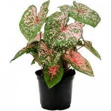 See full amazon price history chart for Caladium Plant Live With Pot Pack of 4 Bulbs without pot Caladium Plant Live With Pot Pack of 4 Bulbs without pot (B0BZL5J179) Amazon Price History, Amazon Price Tracker