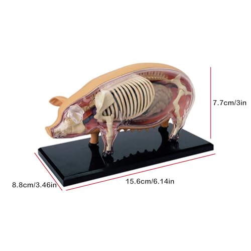 Squelette porcin modèle animal anatomique pour formation vétérinaire - 7