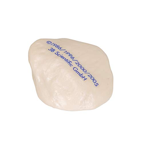 Image of 3B Scientific A35 /2 Patella - 3B Smart Anatomy