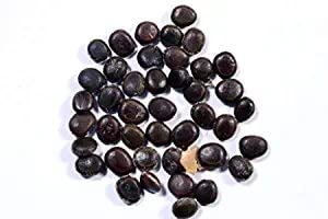 Verdor Desi Babul Acacia Nilotica(Pack of 1000 Grm) Gum Arabic Hard Timber Fast Growing Firewood Tree Seeds for Avenue,Live Fencing Babool Kikkar, Acacia Arabica Seed (B0B7S4XZLZ) Amazon Price History, Amazon Price Tracker