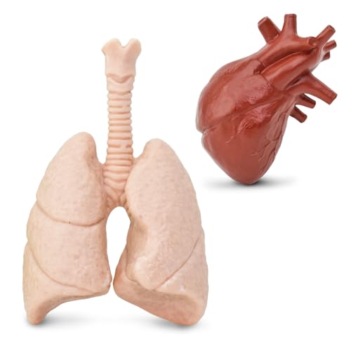 Safari Ltd. Human Organs Toy Figure