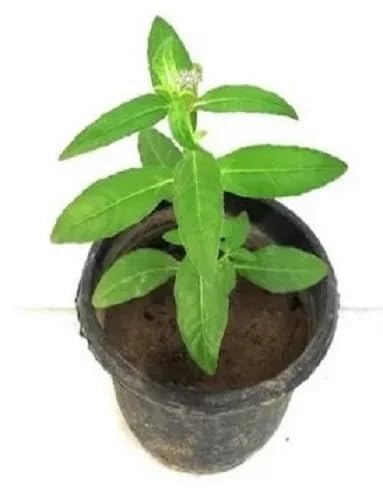 Image of Live Bhringraj Eclipta Prostrata Alba /Tecoma Trumpet Vine Creeper Plant a€ inch Red Hybrid Flowering with Pot a€ inch Pack of 1 | Indoor & Outdoor Decorative Potted Plant