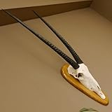 GTK - Geweihe & Trophäen KRUMHOLZ