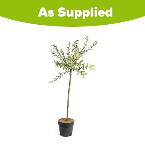YouGarden 80-90cm Flamingo Willow Tree in 3 Litre Pot. Salix Integra 'Hakuro-nishiki' Exotic Patio Plant for Garden. Plants Outdoor Garden Ready