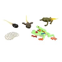 Simulation Life Cycle Figurines Dragonfly Figures for Party Favors Kids Red Eye Tree Frog