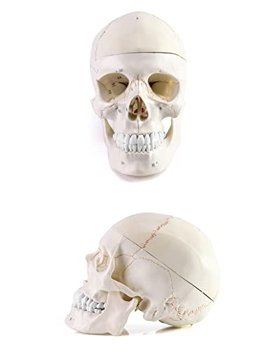 Qwork CA5710 Human Skull And Brain Anatomy Model thumb #6