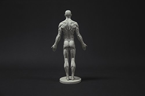 Image of Male Anatomy Figure Collection: Planar, Ecorche and Skin - Anatomical Reference for Artists