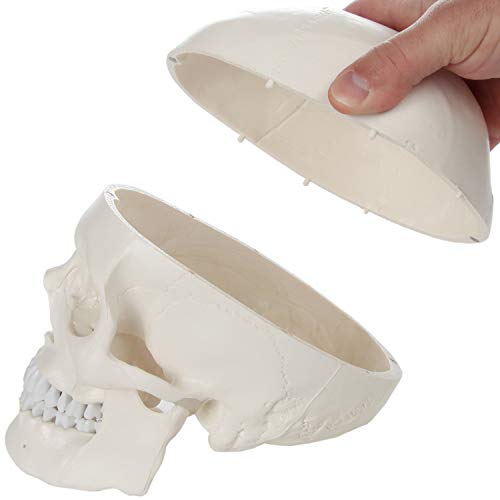 Axis Scientific Human Skull Model Life Size, 3-Part Medical Anatomical Skull Replica Includes Skull Cap With External And Interior Structures, Detailed Product Manual For Medical Students, Study #TOP3