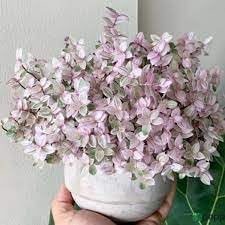 Greenursery Turtle Vine Indoor Plant For Home and Garden with Pot (Pack of 1) (Callisia repens ‘Bianca’) (B0CRH2T36C) Amazon Price History, Amazon Price Tracker