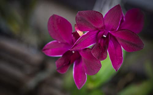 Dendrobium Kratingdaeng Comes in 4" Pot Orchids from Hawaii