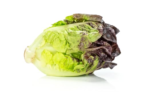 Vegetable - Lettuce - Red Gem - 1000 Seeds - Economy Pack