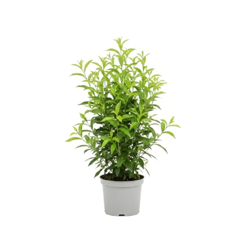 Cestrum Nocturnum Planta Natural Cestrum Nocturno DECOALIVE Maceta de 17 cm
