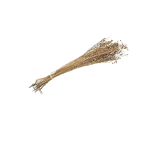 HOGEWONING BV - GERBE ÉPIS DE LIN FLEURS SÉCHÉES 100G NATUREL