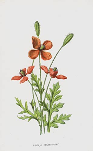 Art Reproduction Coquelicot à tête de Barbarie Hulme idée cadeau pendaison de crémaillère chic