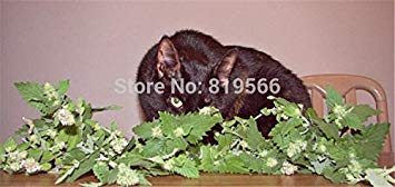 Aachondra Nuovi semi di menta fresca da 100 pezzi di gatto verde