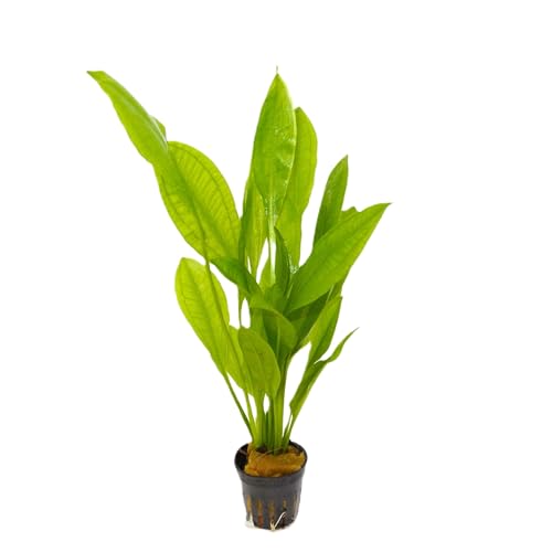 WASSERPFLANZEN WOLFF - ein Topf schöne Große Amazonas-Schwertpflanze/Echinodorus bleheri, Breite Amazonasschwertpflanze Aquarium Klassiker Hintergrund Solitärpflanze
