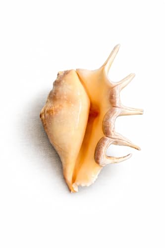 Image of Natural Panchmukhi Vamavarti Shankh for Pooja| Original Blowing Conch Shell for Puja, Temple, Home Decor, Mandir, Spiritual Use| Rare Five Mukhi Sacred Shankh for Vastu, Prosperity (13-15 cm)