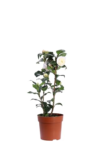 Altezza pianta: 30 cm - Diametro vaso: 13 cm