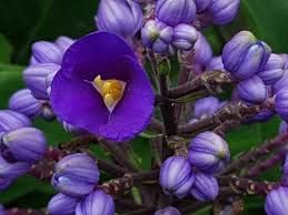 Hawaiian Tropical Blue Ginger Plant Root  Grow Hawaii