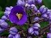 Hawaiian Tropical Blue Ginger Plant Root ~ Grow Hawaii