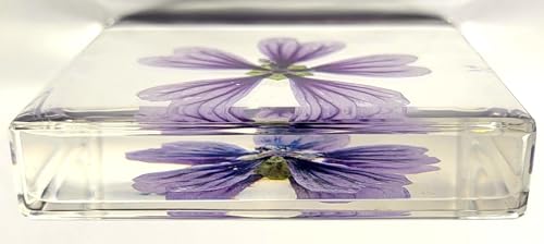 Image of 2.9 inch Real Purple Common Mallow Malva Sylvestris Flower in Crystal Clear Lucite Resin Paperweight Specimen Botanist Herb Herbarium Crafts Collection for Botany Science Education & Desk Ornament Display