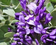 KVITER 10 Texas Mountain Laurel Seeds (Sophora Secundiflora) – Sophora Mescal Bean/Frijolito Desert-Native Flowering Tree Seeds – Ideal Small Evergreen Tree Seeds for Patio Garden & Shrub Borders
