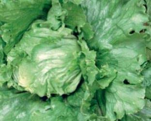 880 Seeds of Lettuce Iceberg Great Lakes
