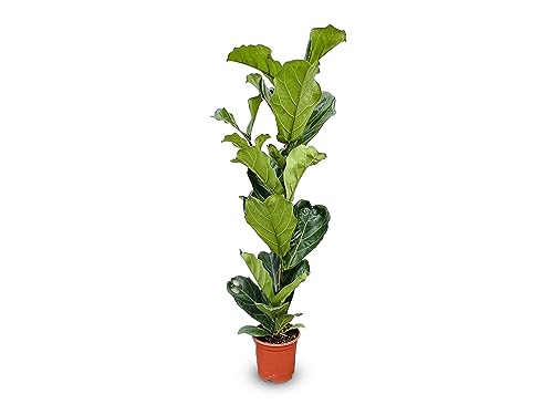 Tropictrees - Ficus Lyrata - Altezza 120 cm - Fico violino - Pianta d'appartamento