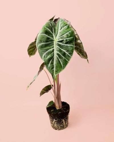 PUR PLANT Alocasia Pink Dragon | Planta Natural Tropical De Interior Resistente | Tallo Rosa y Hojas Verdes Con Nervaduras Plateadas | Elegante, Exótica y Purificadora | Maceta De Ø12 cm