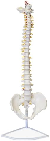 MonMed Life Size Vertebral Column Model with Spinal Nerves, Skull Base, and Pelvis โ Flexible Spine Model with Stand